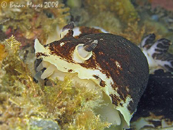 Variable Nudibranch (Apheldoris luctuosa) or is it a vamp... by Brian Mayes 